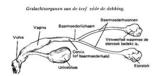 1 baarmoeder