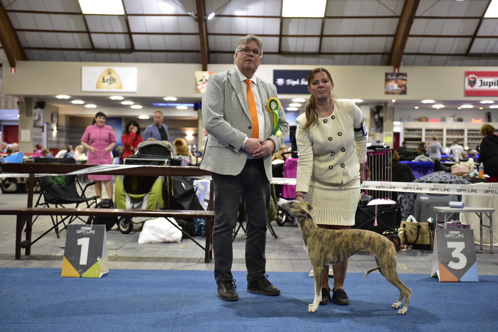 Shiraz bobo puppy Wieze